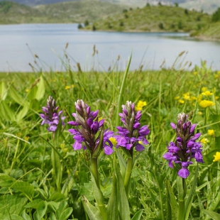 Dactylorhiza kalopisii